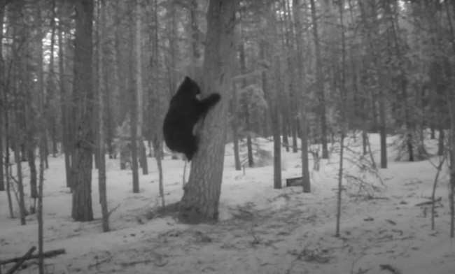 Медведь попал в объектив фотоловушки при попытке залезть на дерево